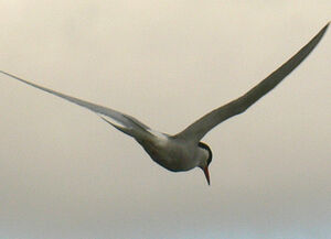 Arctic Tern 
&copy; R�gis Poulet