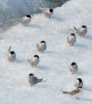 Arctic Tern 
&copy; R�gis Poulet