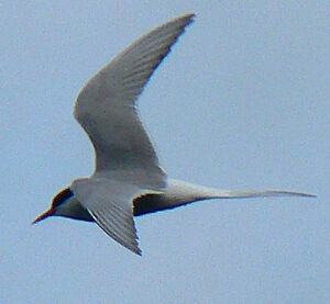 Arctic Tern 
&copy; R�gis Poulet