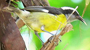 Bananaquit