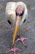 Milky Stork