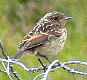 European Stonechat