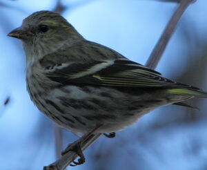 Eurasian Siskin 
&copy; R�gis Poulet
