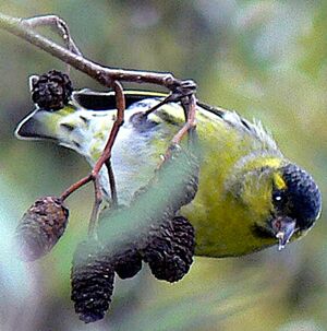Eurasian Siskin