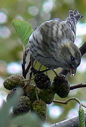 Eurasian Siskin 
&copy; R�gis Poulet