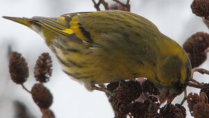 Eurasian Siskin 
&copy; R�gis Poulet