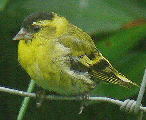 Eurasian Siskin 
&copy; R�gis Poulet