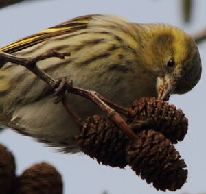 Eurasian Siskin 
&copy; R�gis Poulet