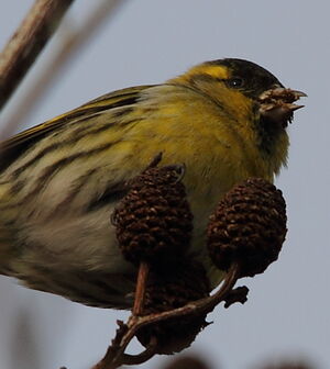Eurasian Siskin 
&copy; R�gis Poulet