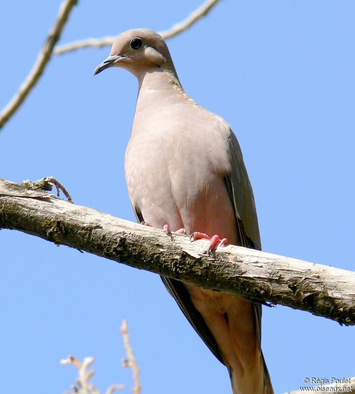 Eared Doveadult