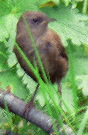 Icelandic Winter Wren
