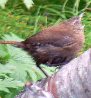 Icelandic Winter Wren