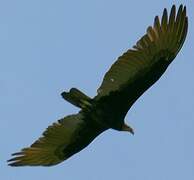 Lesser Yellow-headed Vulture