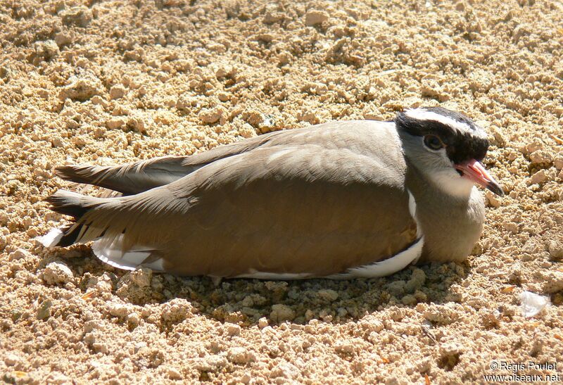Crowned Lapwing female adult