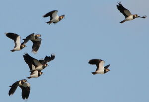 Northern Lapwing