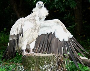 Himalayan Vulture