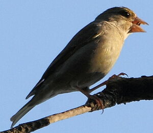 European Greenfinch 
&copy; R�gis Poulet