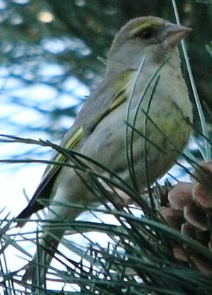 European Greenfinch