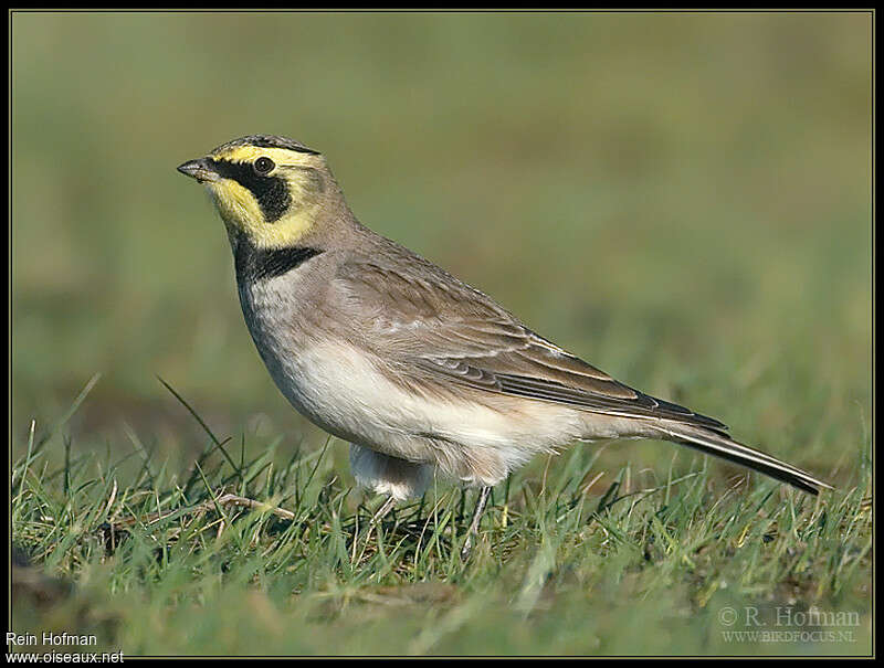 Horned Larkadult post breeding, identification