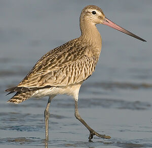 Bar-tailed Godwit 
&copy; Rein Hofman