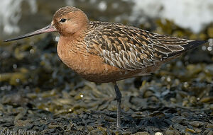 Bar-tailed Godwit 
&copy; Rein Hofman