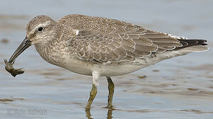 Red Knot