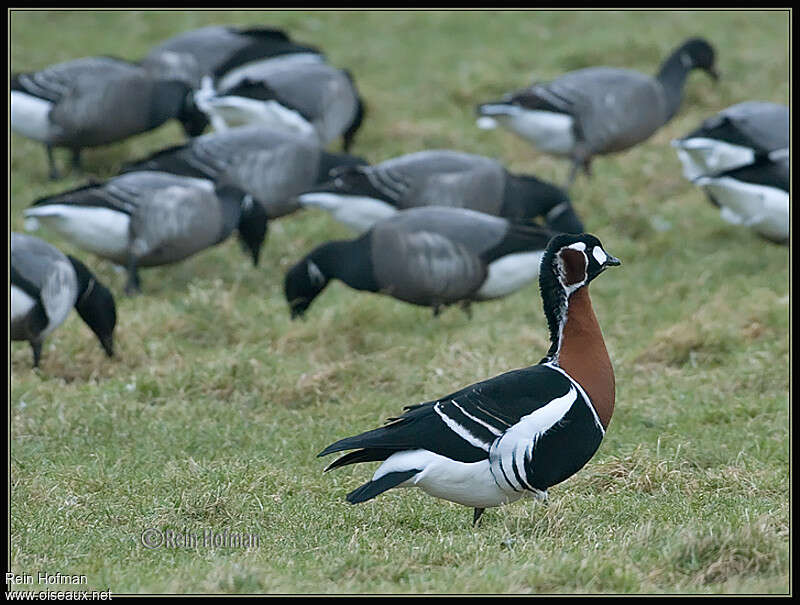 Red-breasted Gooseadult, pigmentation