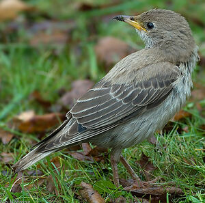 Etourneau roselin
