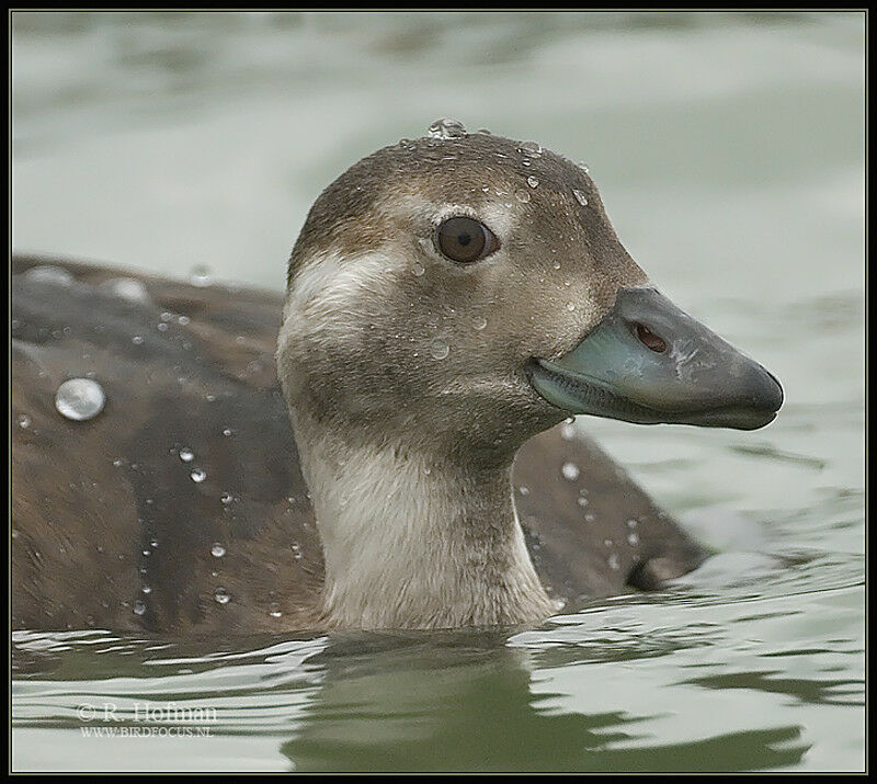 Long-tailed DuckFirst year