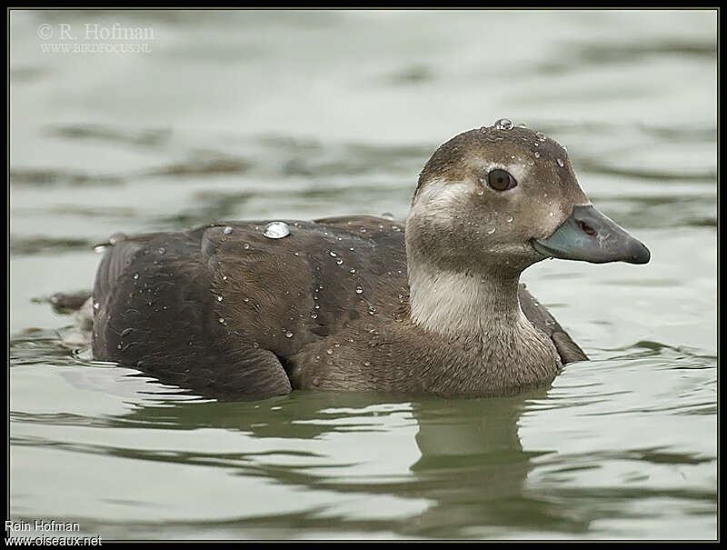Long-tailed DuckFirst year, identification