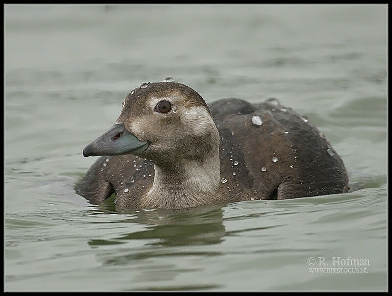 Long-tailed DuckFirst year