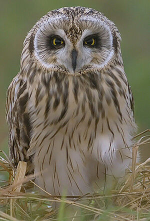 Hibou des marais