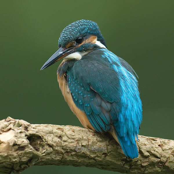 Common Kingfisher female adult post breeding