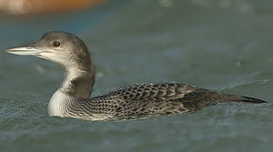 Plongeon imbrin