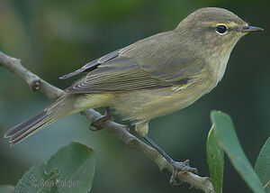 Common Chiffchaff 
&copy; Rein Hofman