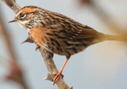 Rufous-breasted Accentor