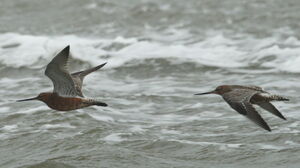 Bar-tailed Godwit 
&copy; R�my Lecolazet