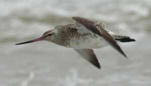 Bar-tailed Godwit 
&copy; R�my Lecolazet