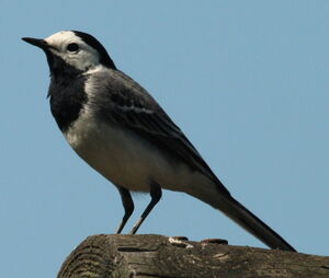 White Wagtail