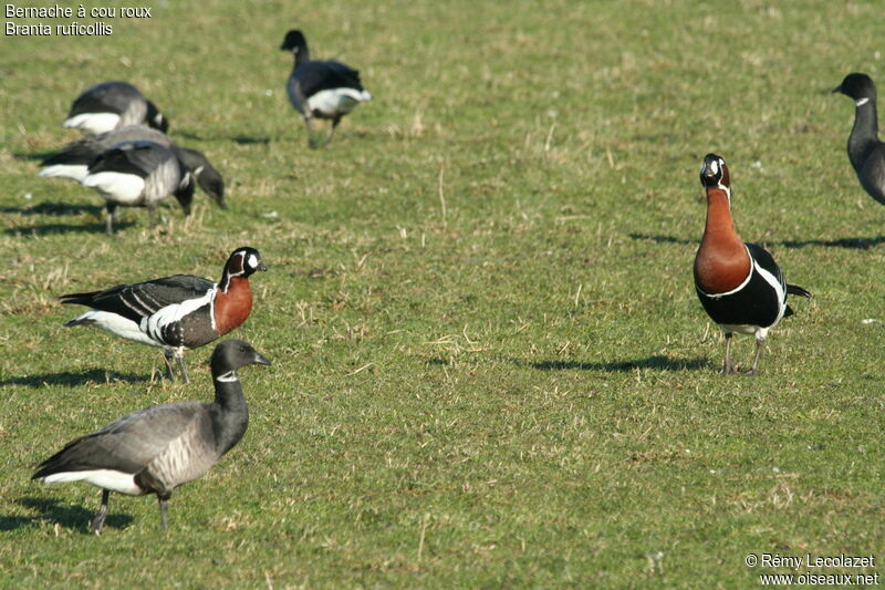 Red-breasted Goose adult breeding