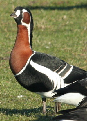 Red-breasted Goose