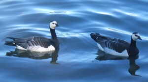 Barnacle Goose