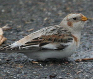 Snow Bunting