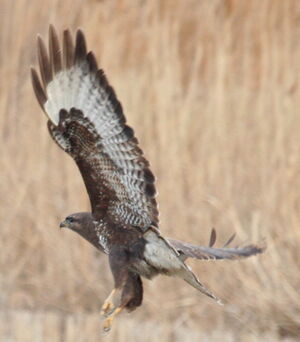 Buse variable
