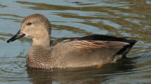 Gadwall