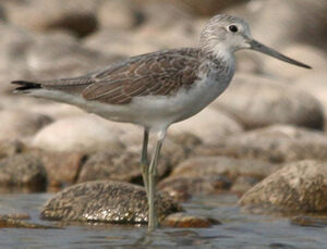 Common Greenshank 
&copy; R�my Lecolazet