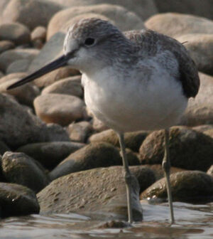 Common Greenshank 
&copy; R�my Lecolazet
