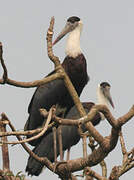 Woolly-necked Stork