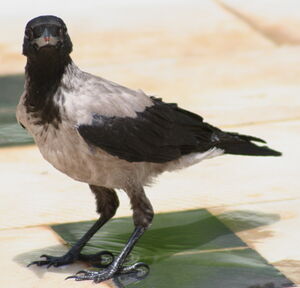 Hooded Crow