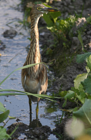 Indian Pond Heron